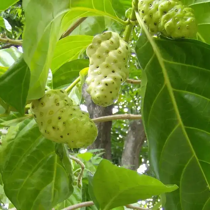 What is Morinda Officinalis?